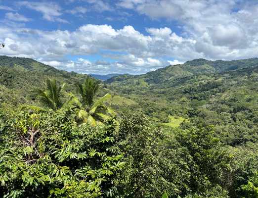 Photo of Costa Rican jungle