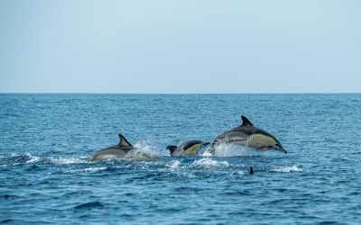 photo of dolphins jumping